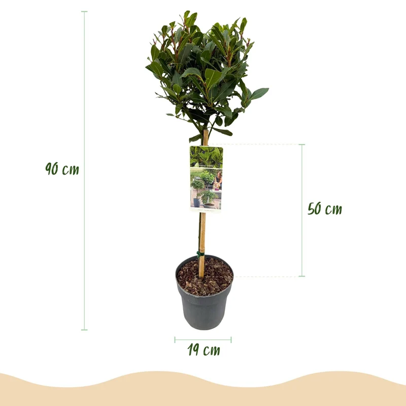 Laurus nobilis – immergrün & winterhart – grüne Blätter – 19 cm Topf, ca. 90 cm hoch