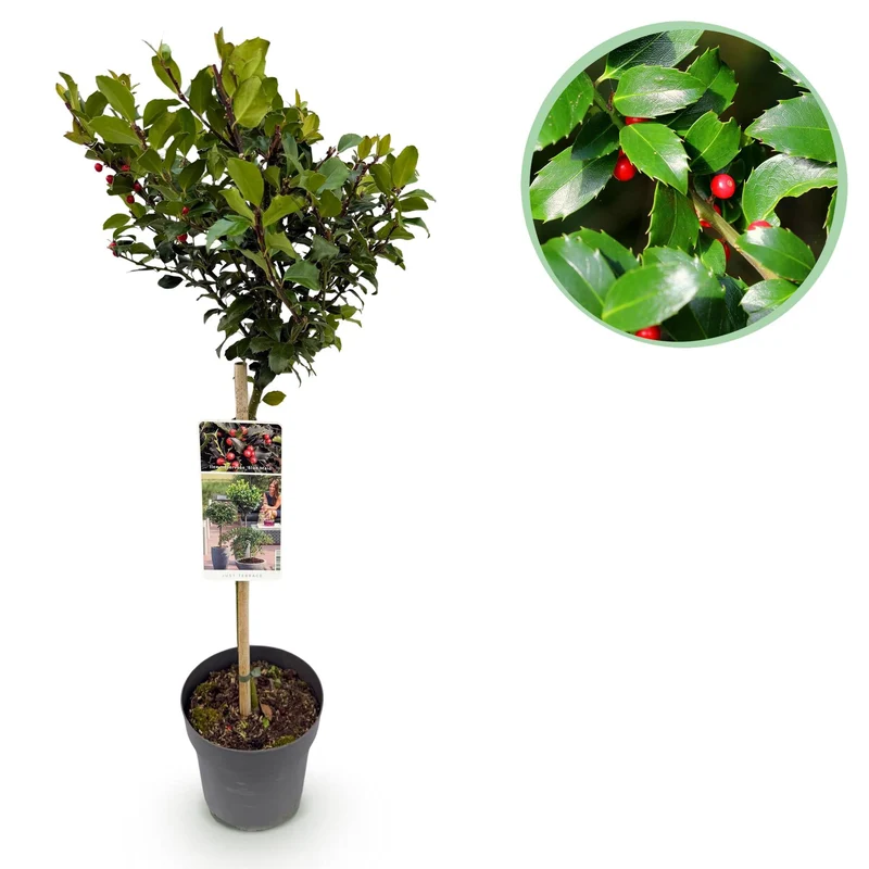 Ilex meserveae ‘Blue Maid’ – immergrün & winterhart – rote Beeren – 19 cm Topf, ca. 90 cm hoch