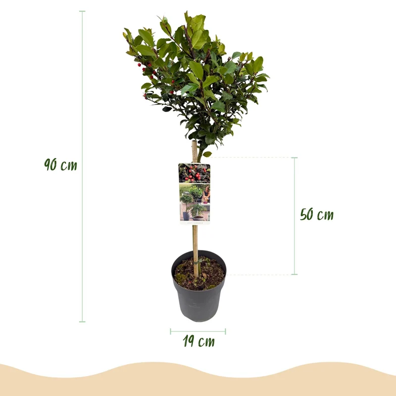 Ilex meserveae ‘Blue Maid’ – immergrün & winterhart – rote Beeren – 19 cm Topf, ca. 90 cm hoch