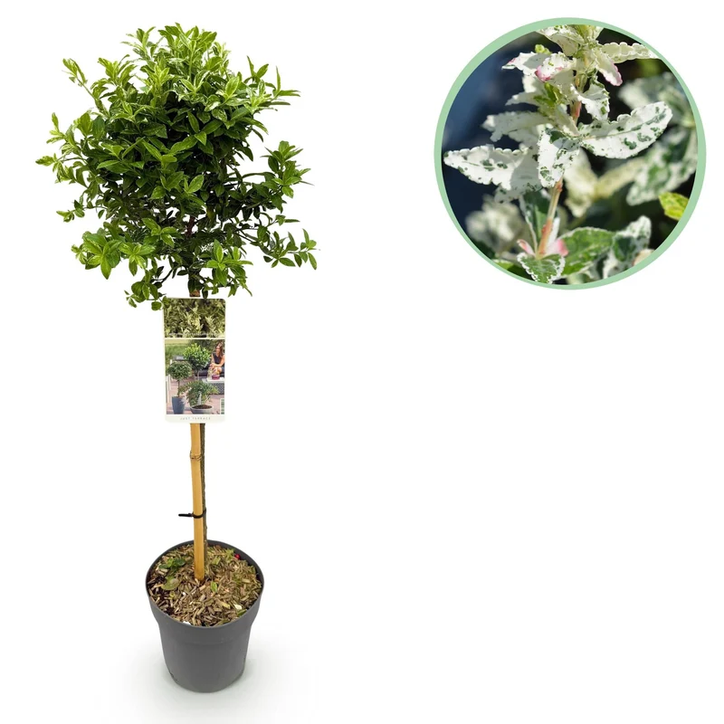 Euonymus fortunei ‚Harlequin‘ – immergrün & winterhart – grün-weiße Blätter – 19 cm Topf, ca. 90 cm hoch