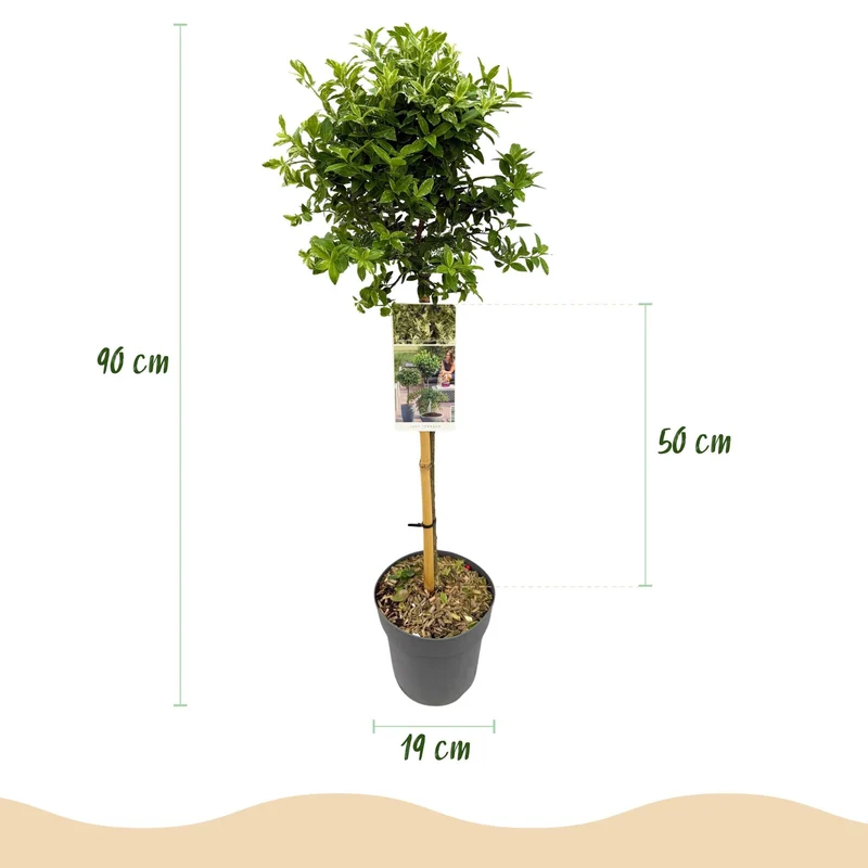 Euonymus fortunei ‚Harlequin‘ – immergrün & winterhart – grün-weiße Blätter – 19 cm Topf, ca. 90 cm hoch