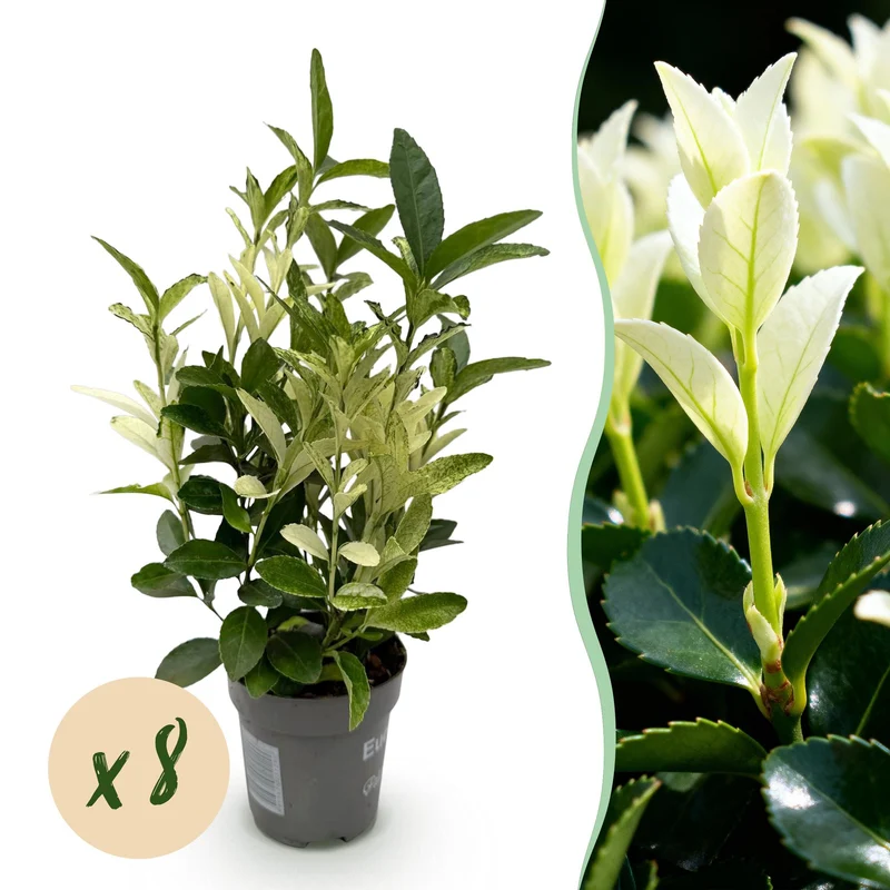 Euonymus japonica ‘Paloma Blanca’ – grün-weißes Blatt – 8 Pflanzen – ca. 1 laufender Meter – immergrün – 9 cm Topf, 30–35 cm hoch