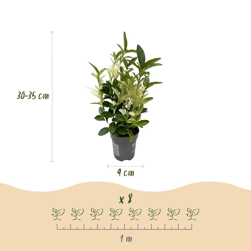 Euonymus japonica ‘Paloma Blanca’ – grün-weißes Blatt – 8 Pflanzen – ca. 1 laufender Meter – immergrün – 9 cm Topf, 30–35 cm hoch