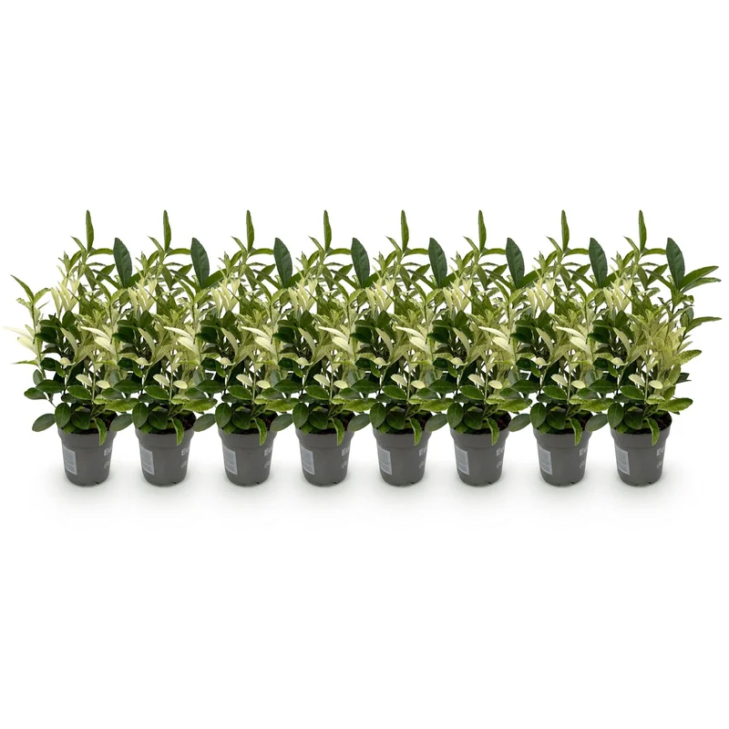 Euonymus japonica ‘Paloma Blanca’ – grün-weißes Blatt – 8 Pflanzen – ca. 1 laufender Meter – immergrün – 9 cm Topf, 30–35 cm hoch