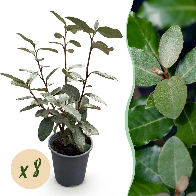 Elaeagnus ebbingei 'Compacta' – grågrønne blade – 8 planter – ca. 1 løbende meter – stedsegrøn – 9 cm potte, 30-35 cm høj
