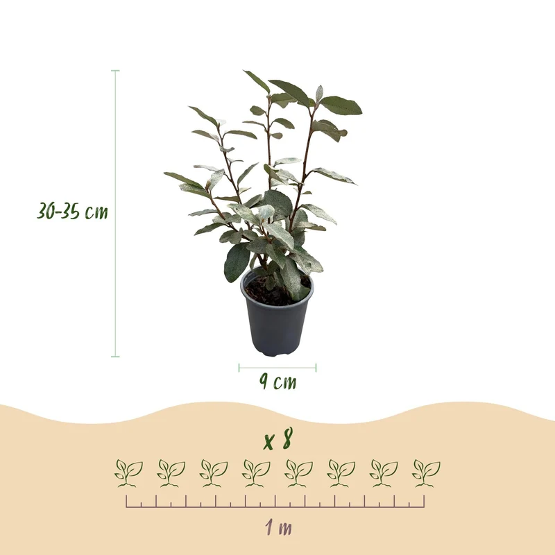 Elaeagnus ebbingei 'Compacta' – grågrønne blade – 8 planter – ca. 1 løbende meter – stedsegrøn – 9 cm potte, 30-35 cm høj