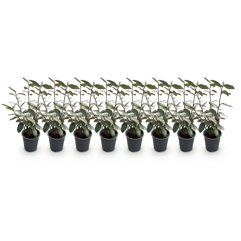 Elaeagnus ebbingei 'Compacta' – grågrønne blade – 8 planter – ca. 1 løbende meter – stedsegrøn – 9 cm potte, 30-35 cm høj