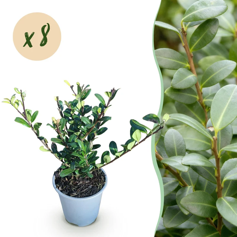 Ilex crenata ‘Caroline Upright’ – grünes Blatt – 8 Pflanzen – ca. 1 laufender Meter – immergrün – 9 cm Topf, 25–30 cm hoch