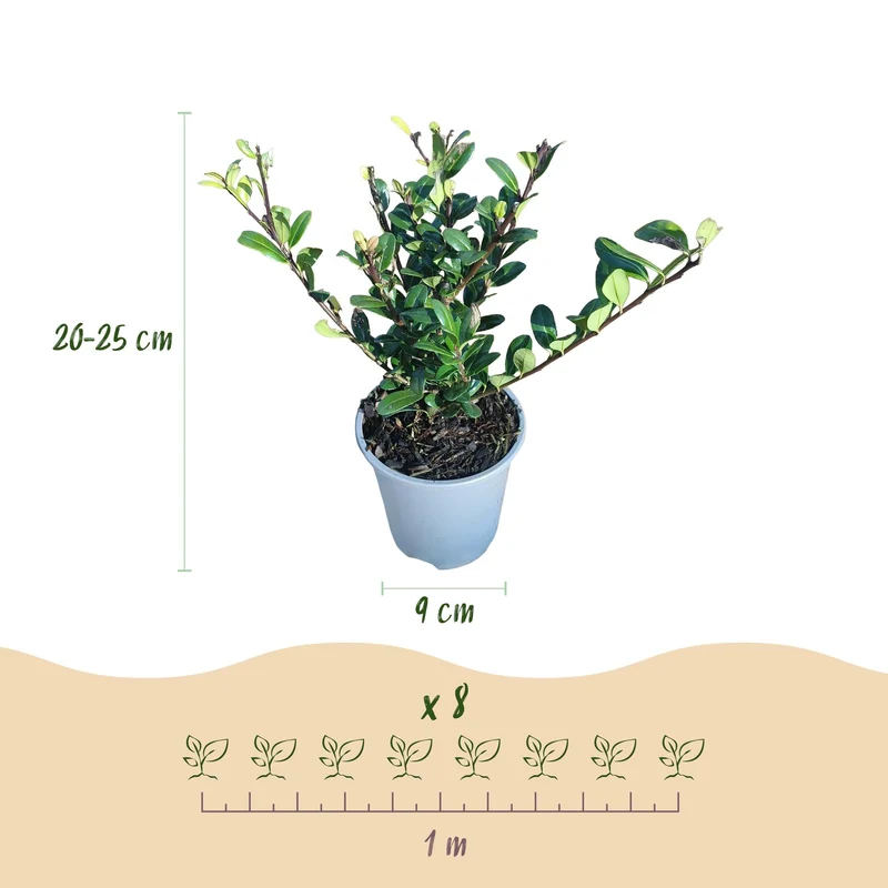 Ilex crenata ‘Caroline Upright’ – grünes Blatt – 8 Pflanzen – ca. 1 laufender Meter – immergrün – 9 cm Topf, 25–30 cm hoch