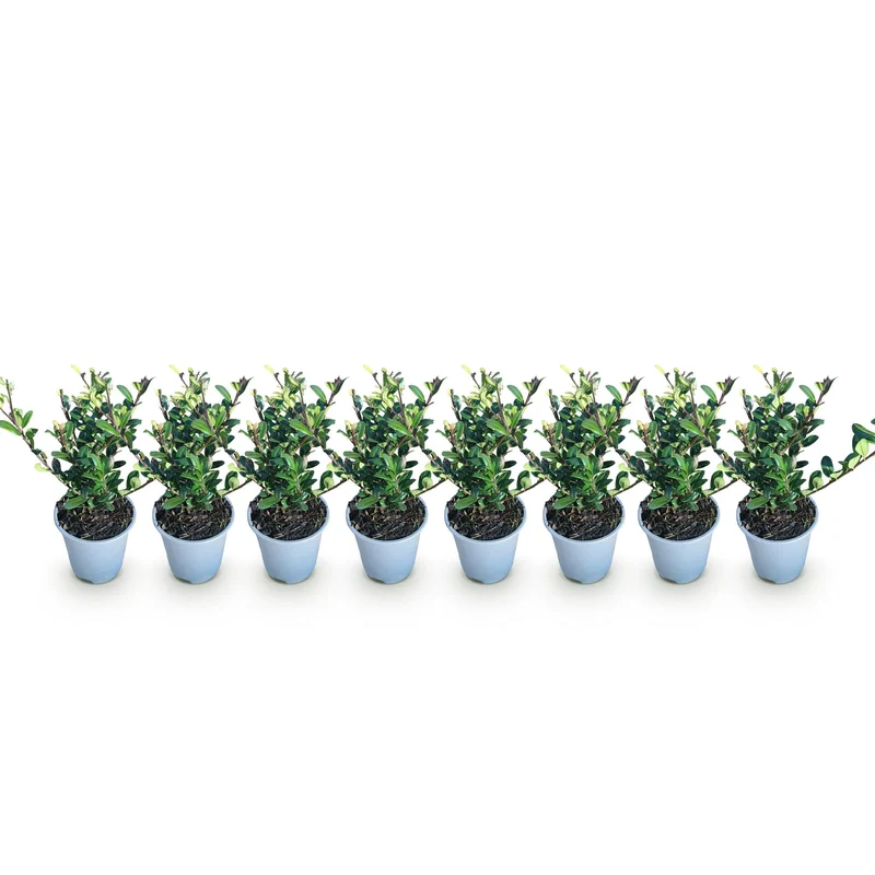 Ilex crenata ‘Caroline Upright’ – grünes Blatt – 8 Pflanzen – ca. 1 laufender Meter – immergrün – 9 cm Topf, 25–30 cm hoch