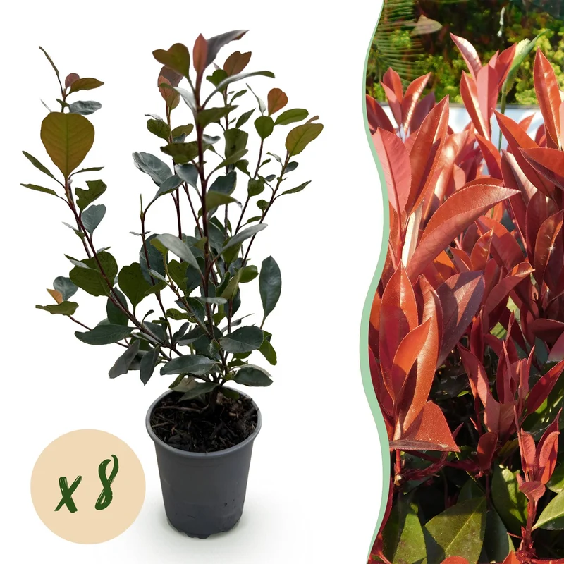 Photinia 'Little Red Robin' – liście czerwone – 8 roślin – ok. 1 metr bieżący – zimozielona – doniczka 9 cm, wysokość 30–35 cm