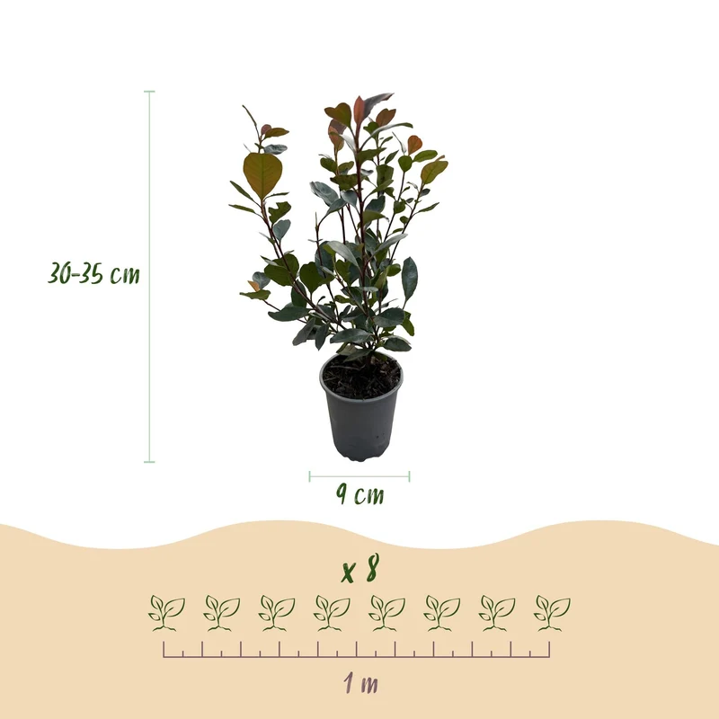 Photinia 'Little Red Robin' – liście czerwone – 8 roślin – ok. 1 metr bieżący – zimozielona – doniczka 9 cm, wysokość 30–35 cm