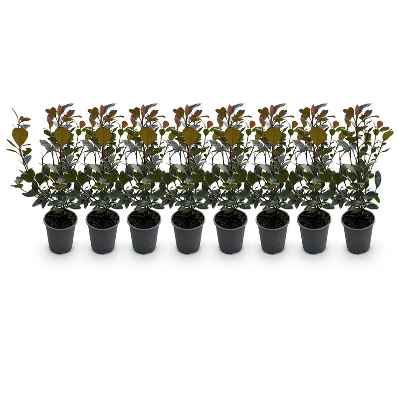 Photinia 'Little Red Robin' – liście czerwone – 8 roślin – ok. 1 metr bieżący – zimozielona – doniczka 9 cm, wysokość 30–35 cm