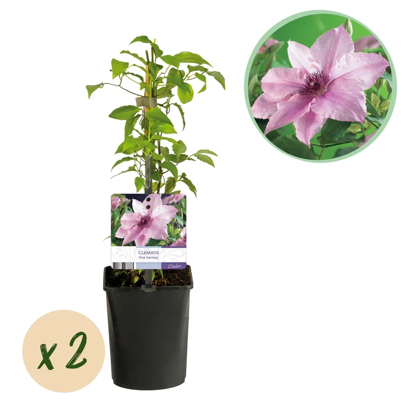 Kletterpflanze – Clematis ‘Pink Fantasy’ – rosa Blüte – pflegeleicht – 2 Pflanzen – 11 cm Topf, ca. 40 cm hoch