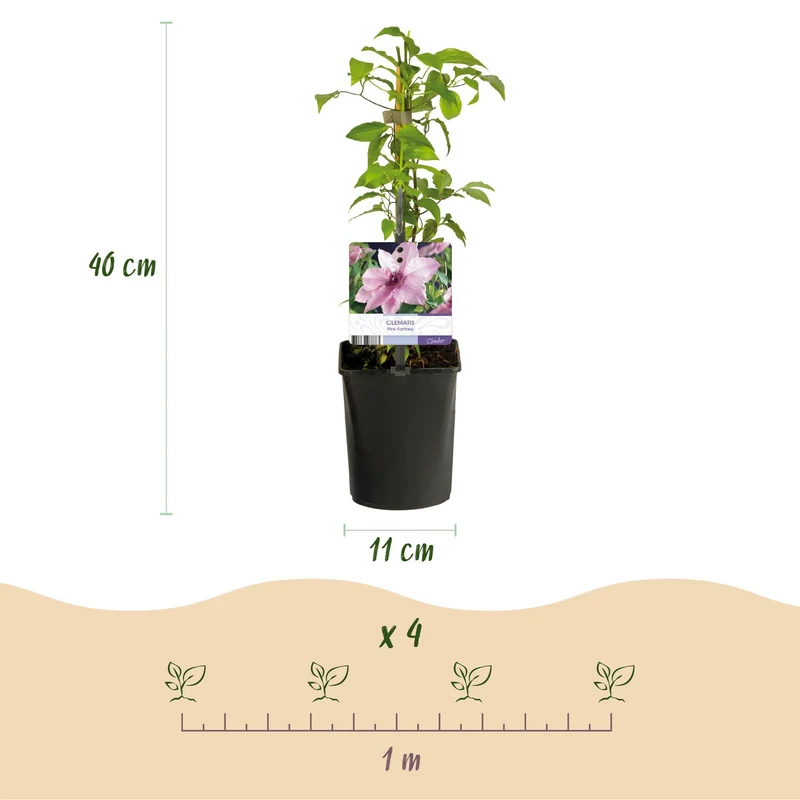 Kletterpflanze – Clematis ‘Pink Fantasy’ – rosa Blüte – pflegeleicht – 2 Pflanzen – 11 cm Topf, ca. 40 cm hoch