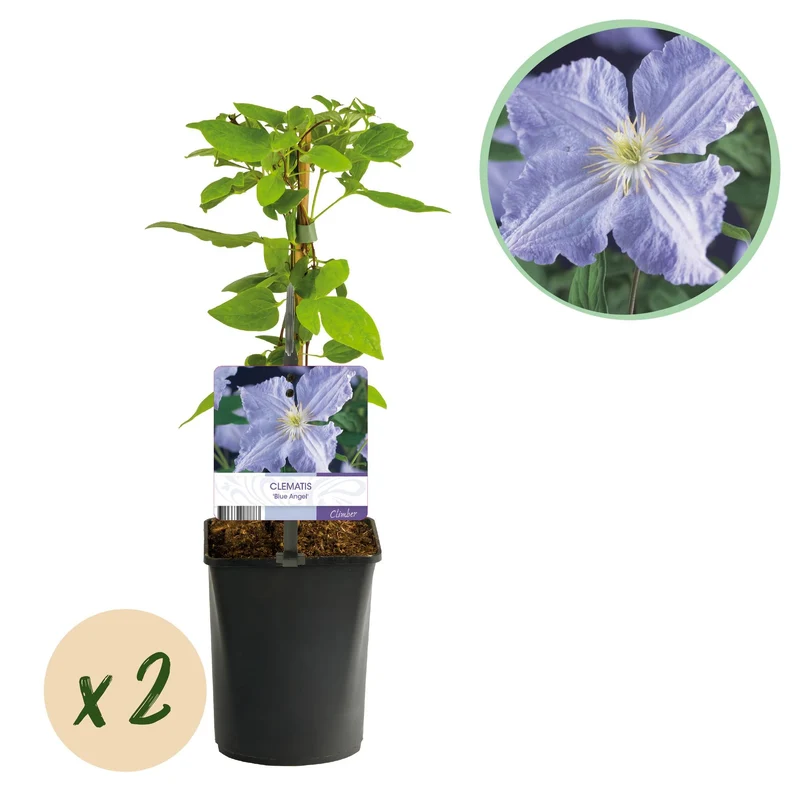 Kletterpflanze – Clematis ‘Blue Angel’ – hellblaue Blüte – pflegeleicht – 2 Pflanzen – 11 cm Topf, ca. 40 cm hoch