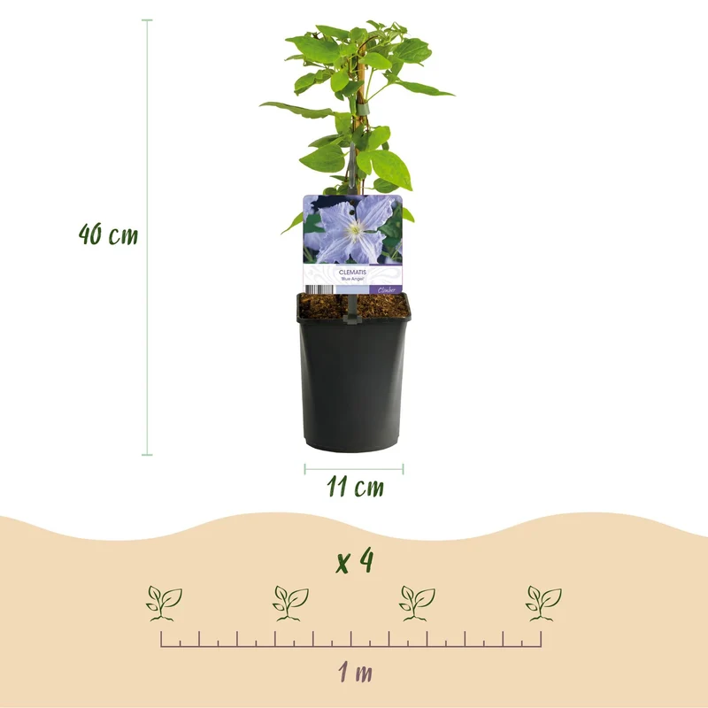 Kletterpflanze – Clematis ‘Blue Angel’ – hellblaue Blüte – pflegeleicht – 2 Pflanzen – 11 cm Topf, ca. 40 cm hoch