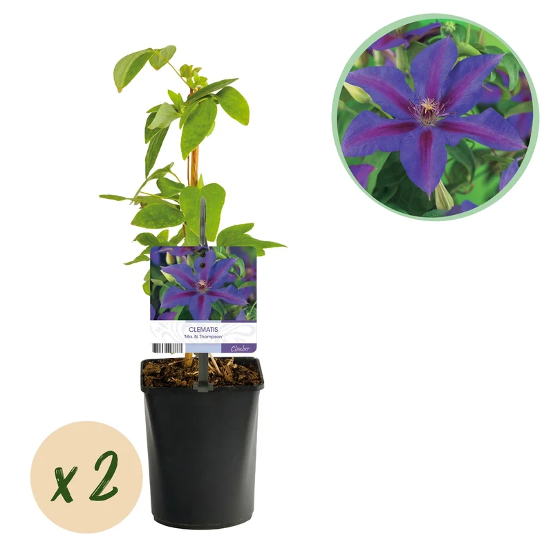 Pnącze – Clematis 'Mrs. N. Thompson' – kwiaty różowe – łatwe w pielęgnacji – 2 rośliny – doniczka 11 cm, wysokość ok. 40 cm