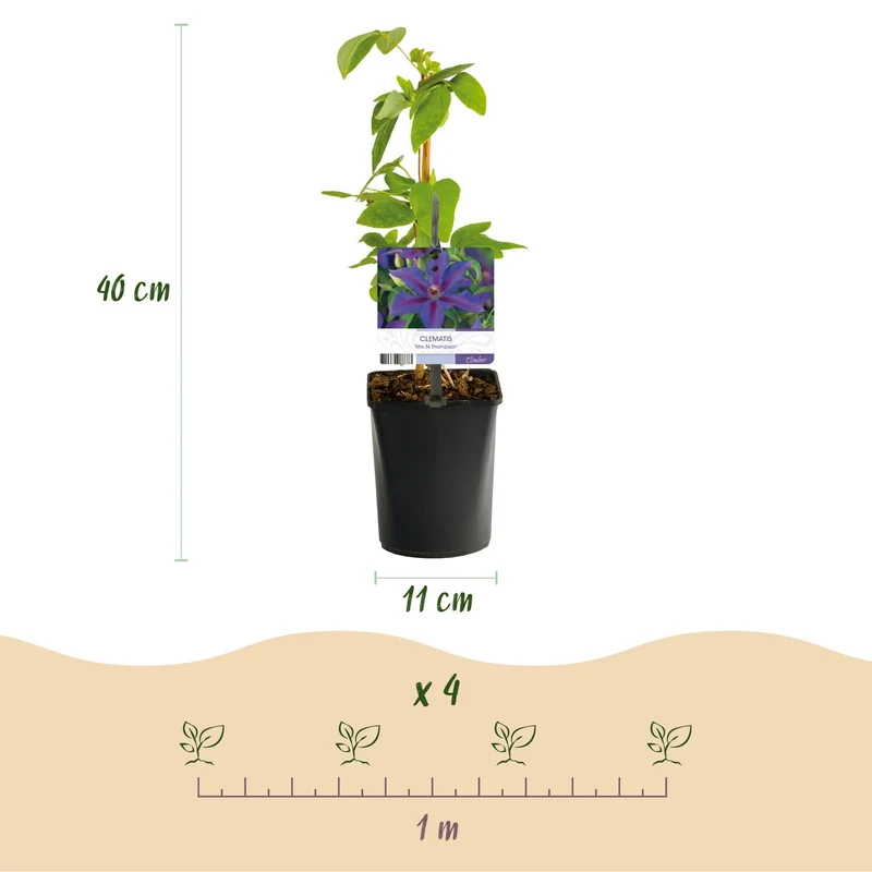 Pnącze – Clematis 'Mrs. N. Thompson' – kwiaty różowe – łatwe w pielęgnacji – 2 rośliny – doniczka 11 cm, wysokość ok. 40 cm