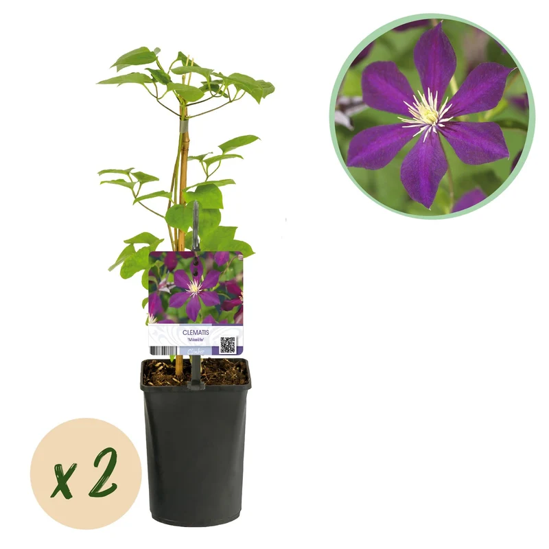 Pnącze – Clematis 'Mikelite' – kwiaty fioletowe – łatwe w pielęgnacji – 2 sztuki – doniczka 11 cm, wysokość ok. 40 cm