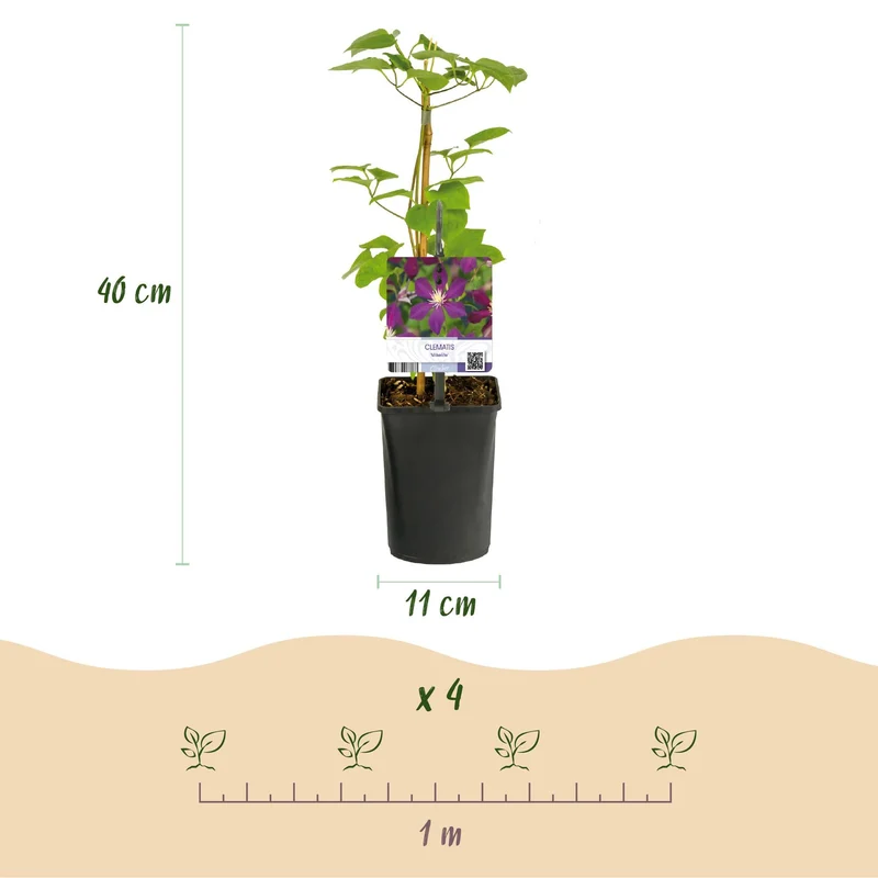Pnącze – Clematis 'Mikelite' – kwiaty fioletowe – łatwe w pielęgnacji – 2 sztuki – doniczka 11 cm, wysokość ok. 40 cm