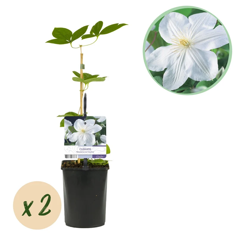 Kletterpflanze – Clematis ‘Madame Le Coultre’ – weiße Blüte – pflegeleicht – 2 Pflanzen – 11 cm Topf, ca. 40 cm hoch