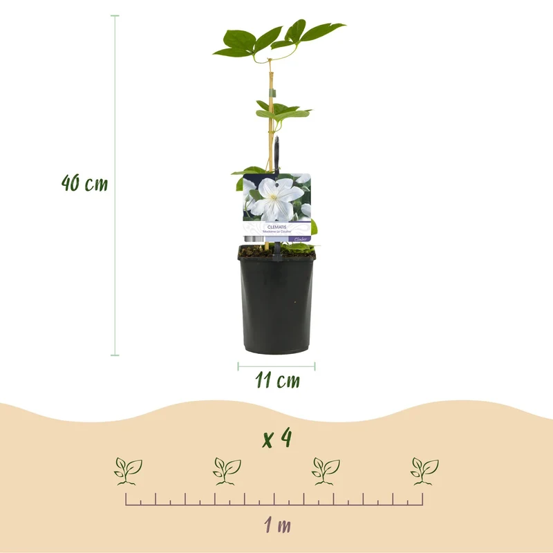 Kletterpflanze – Clematis ‘Madame Le Coultre’ – weiße Blüte – pflegeleicht – 2 Pflanzen – 11 cm Topf, ca. 40 cm hoch