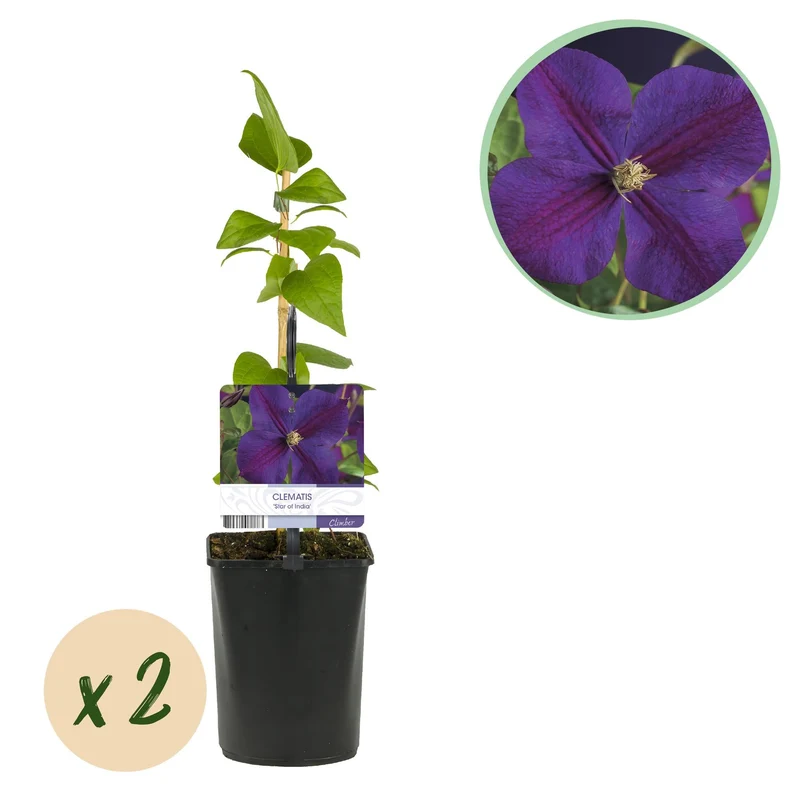 Pnącze – Clematis 'Star of India' – kwiaty różowe – łatwe w pielęgnacji – 2 sztuki – doniczka 11 cm, wysokość ok. 40 cm