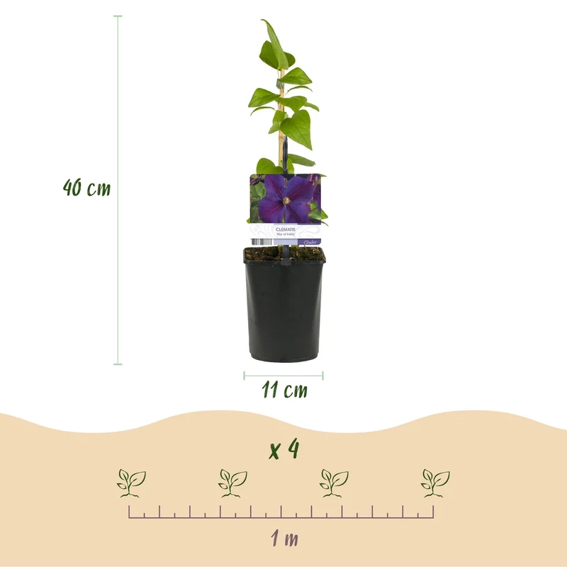 Pnącze – Clematis 'Star of India' – kwiaty różowe – łatwe w pielęgnacji – 2 sztuki – doniczka 11 cm, wysokość ok. 40 cm