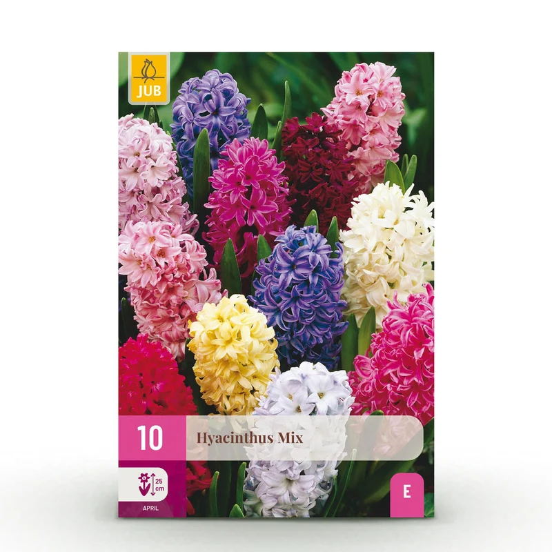 Blumenzwiebeln – Hyazinthenmix – winterhart & mehrjährig – verschiedene Farben – 10 Stück – Zwiebelgröße 14/15 – XXL Pack
