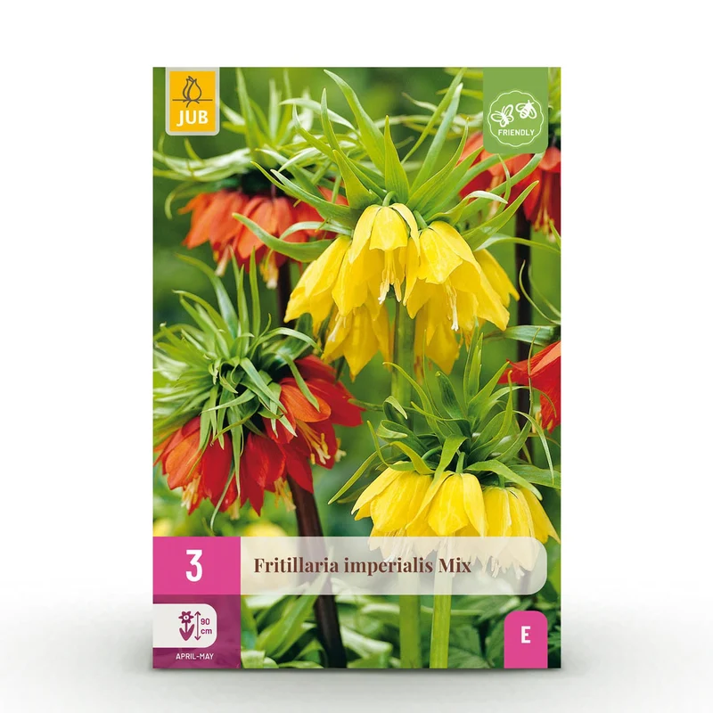 Blumenzwiebeln – Fritillaria imperialis Mix – winterhart & mehrjährig – gelb & orange – 3 Stück – Zwiebelgröße 18/20 – XXL Pack