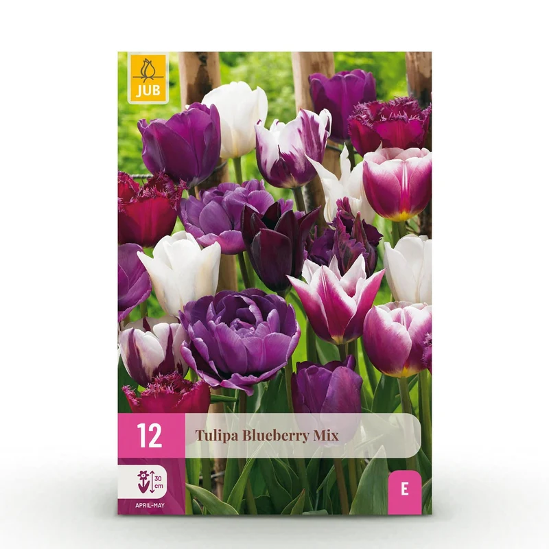 Blumenzwiebeln – Tulpe Blueberry Mix – winterhart & mehrjährig – verschiedene Farben – 12 Stück – Zwiebelgröße 11/12 – XXL Pack