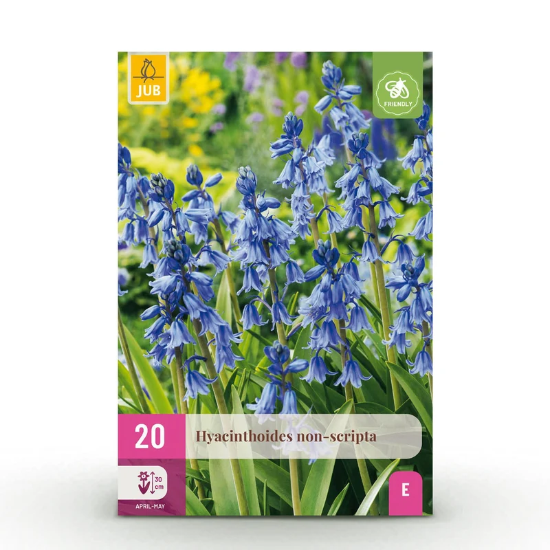 Blumenzwiebeln – Hyacinthoides non-scripta – winterhart & mehrjährig – blau – 20 Stück – Zwiebelgröße 7/8 – XXL Pack