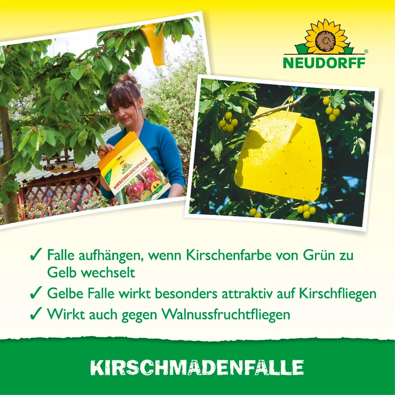 KirschmadenFalle