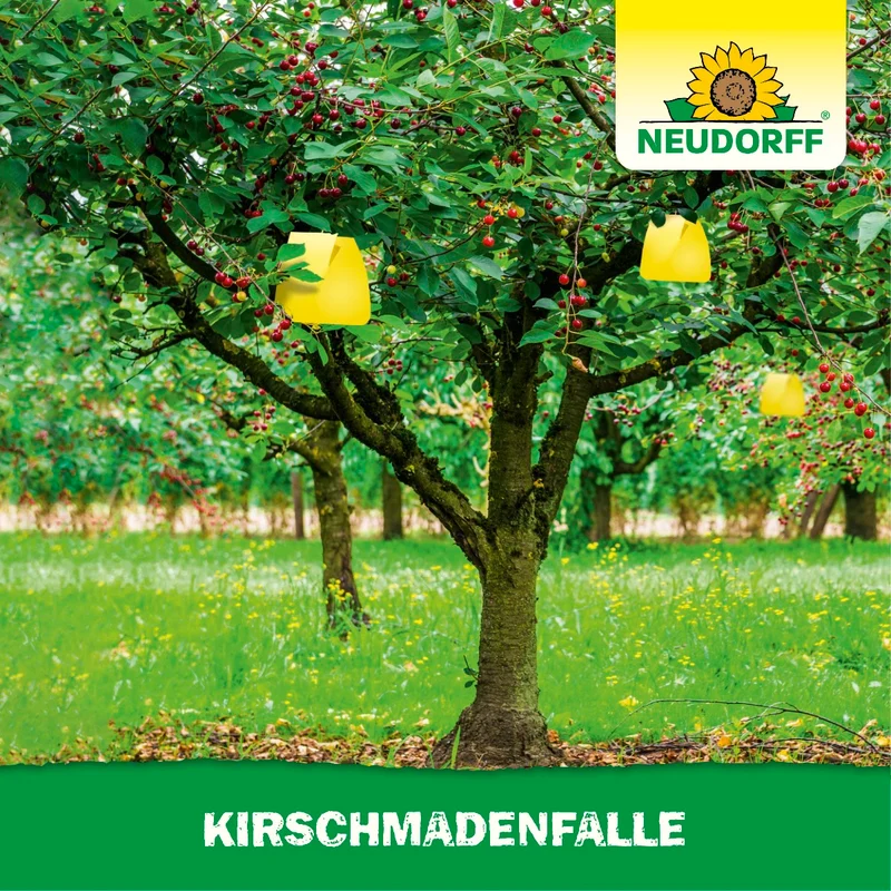 KirschmadenFalle