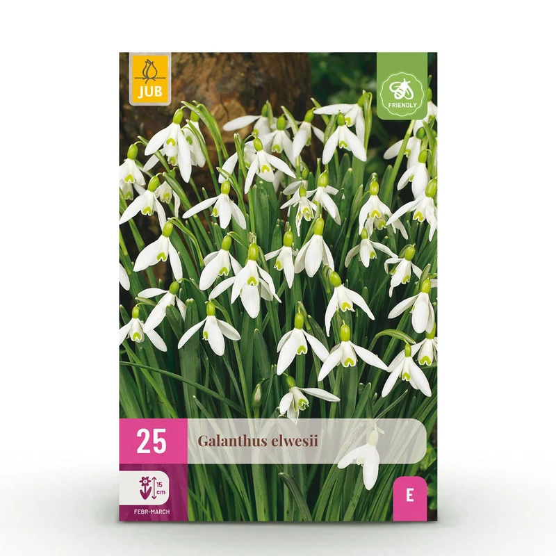 Blumenzwiebeln – Galanthus elwesii – winterhart & mehrjährig – weiß – 25 Stück – Zwiebelgröße 5/6 – XXL Pack