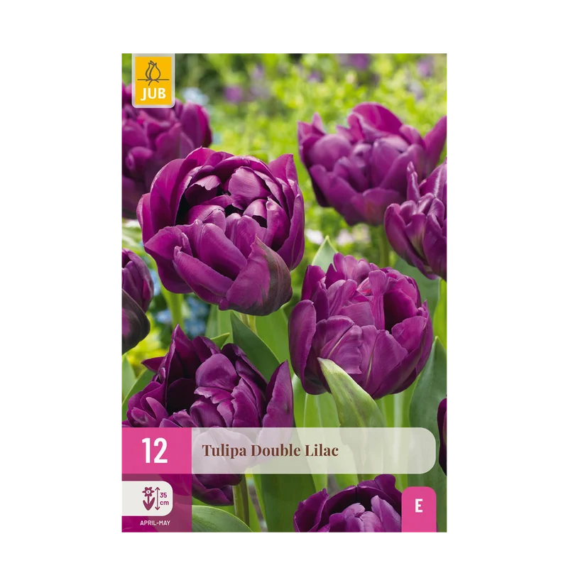 Blumenzwiebeln – Tulpe ‘Double Lilac’ – winterhart & mehrjährig – lila – 50 Stück – Zwiebelgröße 11/12 – XXL Pack