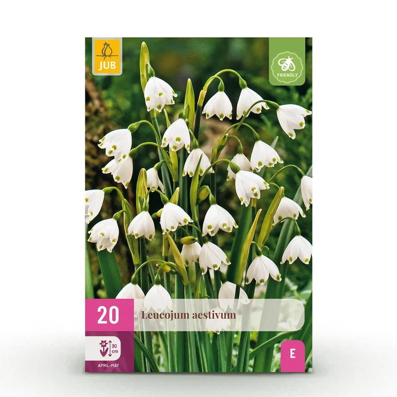 Blumenzwiebeln – Leucojum aestivum – winterhart & mehrjährig – weiß – 20 Stück – Zwiebelgröße 8/9 – XXL Pack