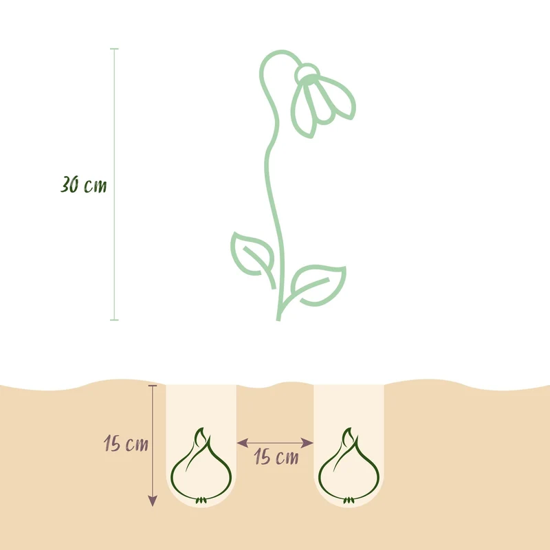 Blumenzwiebeln – Leucojum aestivum – winterhart & mehrjährig – weiß – 20 Stück – Zwiebelgröße 8/9 – XXL Pack