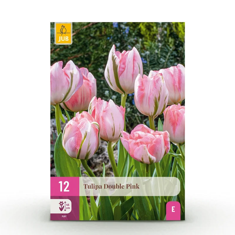 Blumenzwiebeln – Tulpe ‘Double Pink’ – winterhart & mehrjährig – rosa – 12 Stück – Zwiebelgröße 11/12 – XXL Pack