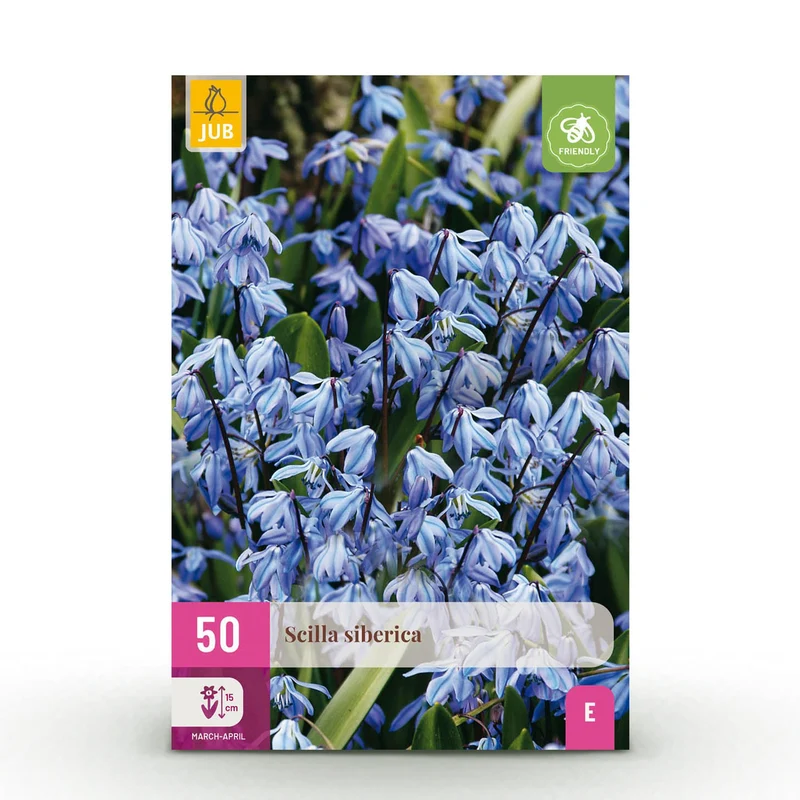 Blumenzwiebeln – Scilla siberica – winterhart & mehrjährig – lila – 50 Stück – Zwiebelgröße 7/8 – XXL Pack