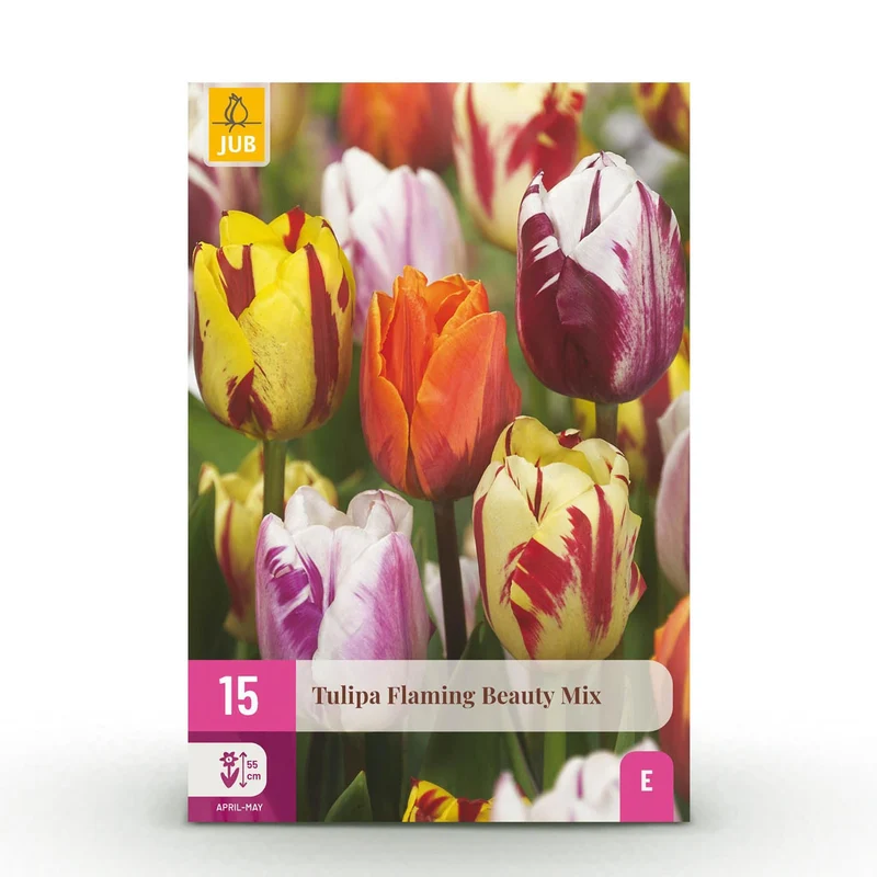 Blumenzwiebeln – Tulpe Flaming Beauty Mix – winterhart & mehrjährig – verschiedene Farben – 15 Stück – Zwiebelgröße 11/12 – XXL Pack