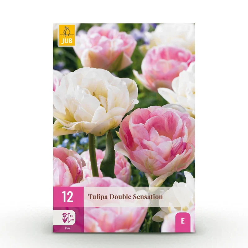 Blumenzwiebeln – Tulpe ‘Double Sensation’ – winterhart & mehrjährig – weiß & rosa – 12 Stück – Zwiebelgröße 11/12 – XXL Pack