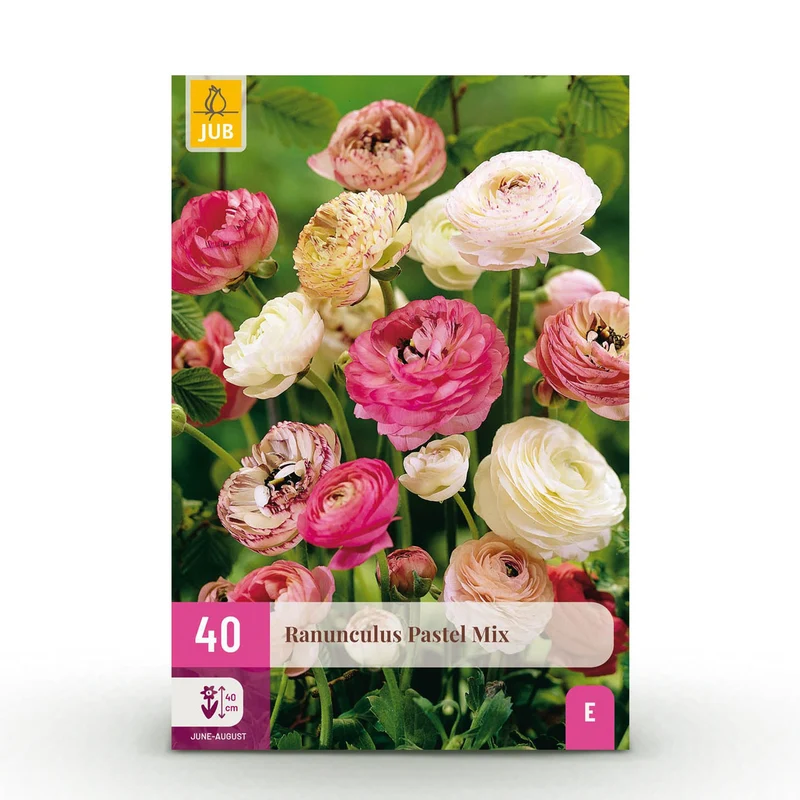 Blumenzwiebeln – Ranunculus Pastel Mix – winterhart & mehrjährig – verschiedene Farben – 40 Stück – Zwiebelgröße 5/6 – XXL Pack