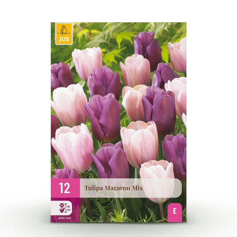 Blumenzwiebeln – Tulpe Macron Mix – winterhart & mehrjährig – verschiedene Farben – 12 Stück – Zwiebelgröße 11/12 – XXL Pack