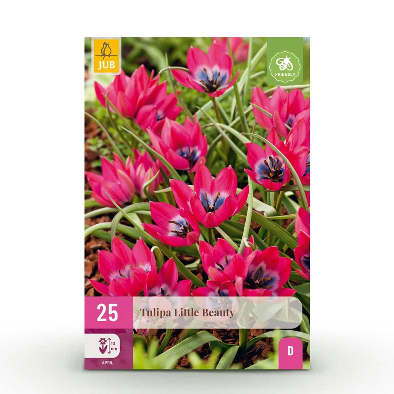 Blumenzwiebeln – Tulpe ‘Little Beauty’ – winterhart & mehrjährig – dunkelrosa – 25 Stück – Zwiebelgröße 6/7 – XXL Pack