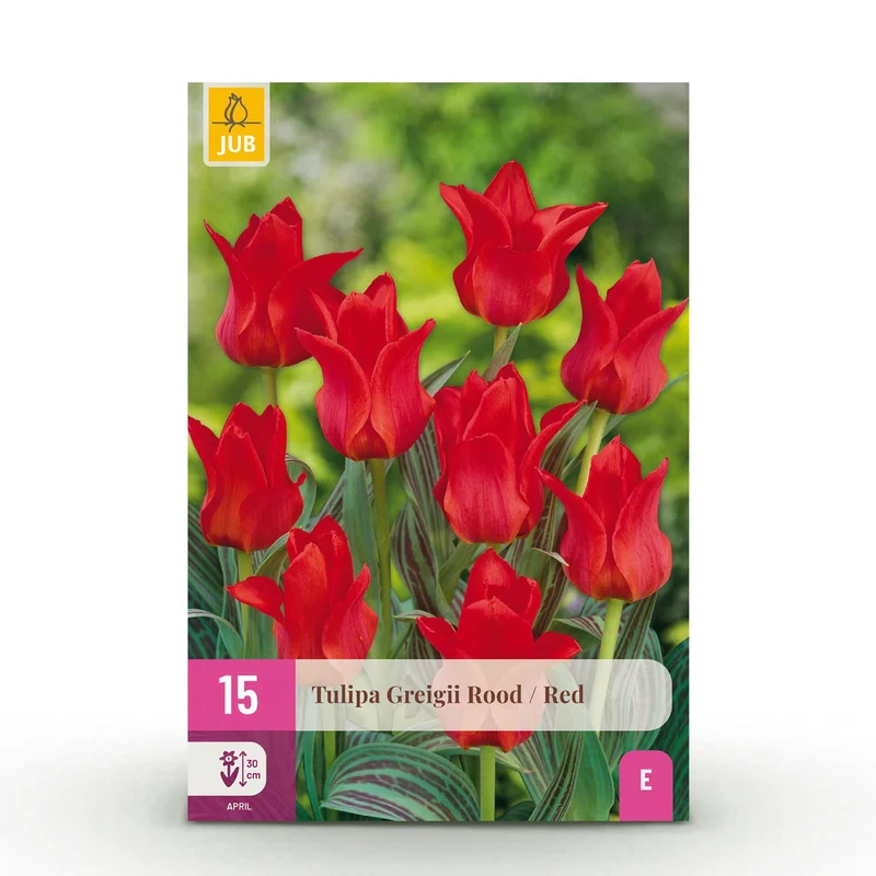 Blumenzwiebeln – Tulpe Greigii ‘Red’ – winterhart & mehrjährig – rot – 15 Stück – Zwiebelgröße 11/12 – XXL Pack
