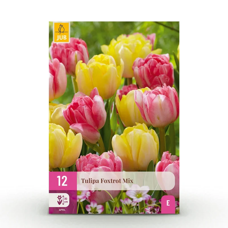 Blumenzwiebeln – Tulpe Foxtrot Mix – winterhart & mehrjährig – verschiedene Farben – 12 Stück – Zwiebelgröße 11/12 – XXL Pack
