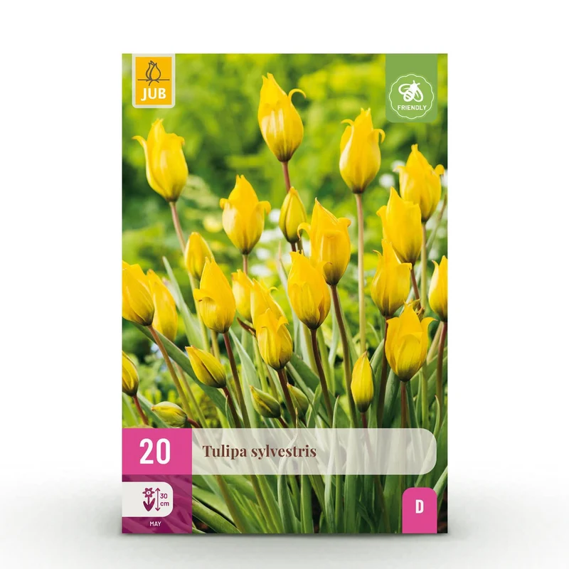 Blumenzwiebeln – Tulpe sylvestris – winterhart & mehrjährig – gelb – 20 Stück – Zwiebelgröße 5/6 – XXL Pack