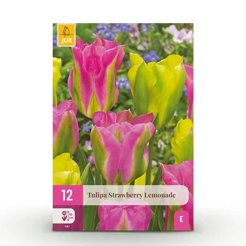 Blumenzwiebeln – Tulpe ‘Strawberry Lemonade’ – winterhart & mehrjährig – verschiedene Farben – 12 Stück – Zwiebelgröße 11/12 – XXL Pack